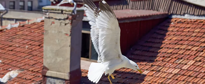 Residential Chimney Animal Removal Solution in Chicago Heights, IL